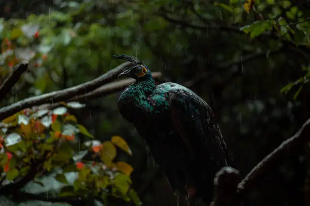 Peacock sitting on the treebranch under the rain, moody dark jungle, copy space for text