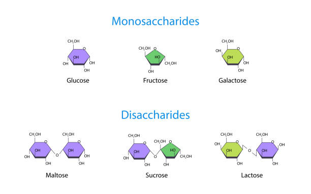 ilustraciones, imágenes clip art, dibujos animados e iconos de stock de monosacáridos y disacáridos ilustración de vectores científicos - molecule glucose chemistry biochemistry