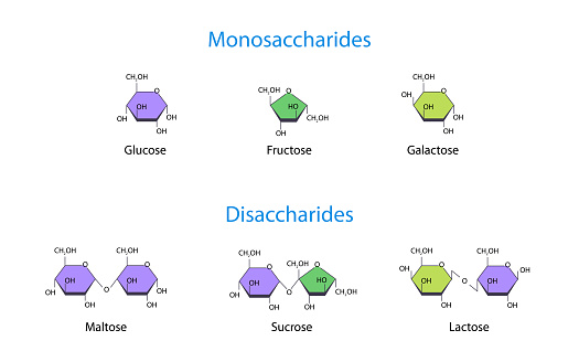 Monosaccharides and Disaccharides Scientific vector illustration