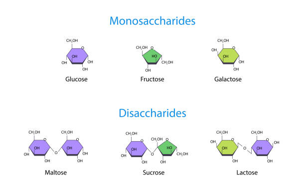 Monosaccharides and Disaccharides Scientific vector illustration Monosaccharides and Disaccharides Scientific vector illustration glycogen stock illustrations