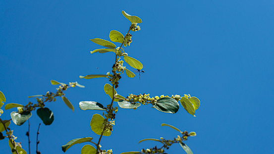 Bees land on plants to collect pollen and nectar. on blue sky background