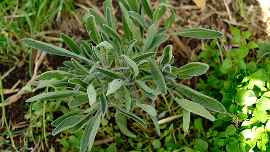 Fresh Sage plant or Salvia officinalis.