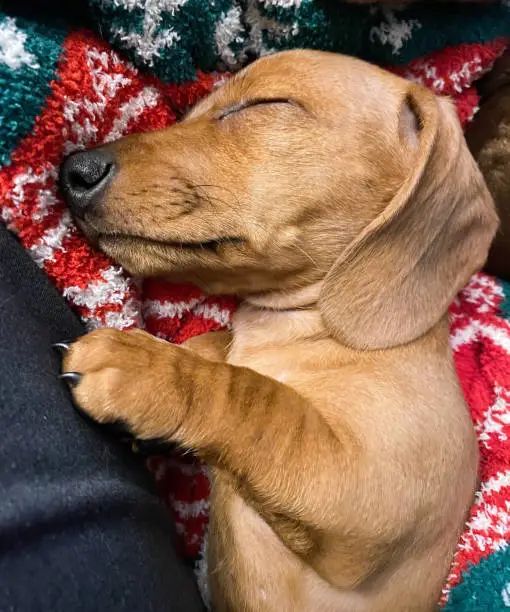 A Dachshund puppy rests on a blanket.