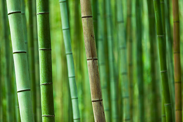 Chinese Bamboo Garden Stock Photos, Pictures & Royalty-Free Images - iStock