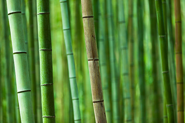 Chinese Bamboo Garden Stock Photos, Pictures & Royalty-Free Images - iStock Chinese Bamboo Garden Stock Photos, Pictures & Royalty-Free Images - iStock