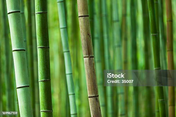 Foto de Arvoredo De Bambu e mais fotos de stock de Bambu - Bambu, Material Feito de Bambu, Plano de Fundo