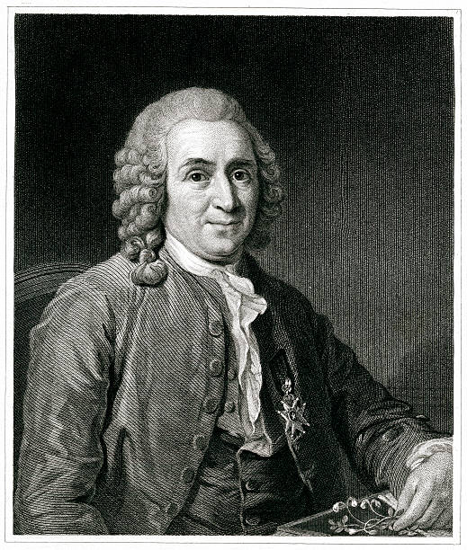 Carl Linnaeus Engraving From 1834 Featuring The Swedish Botanist And "Father Of Modern Taxonomy", Carl Linnaeus. Linnaeus Lived From 1707 Until 1778. taxonomy stock illustrations