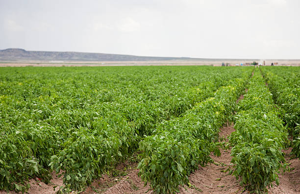 Chile Field near Hatch, New Mexico, USA Rows of Chile in a field near Hatch, NM. anaheim pepper photos stock pictures, royalty-free photos & images