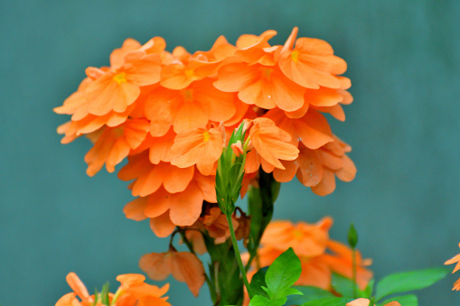 Banner with marigold orange flowers on garden bed in park. Plant called Tagetes