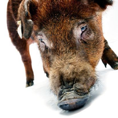 Close up portrait of Duroc pig. Square crop
