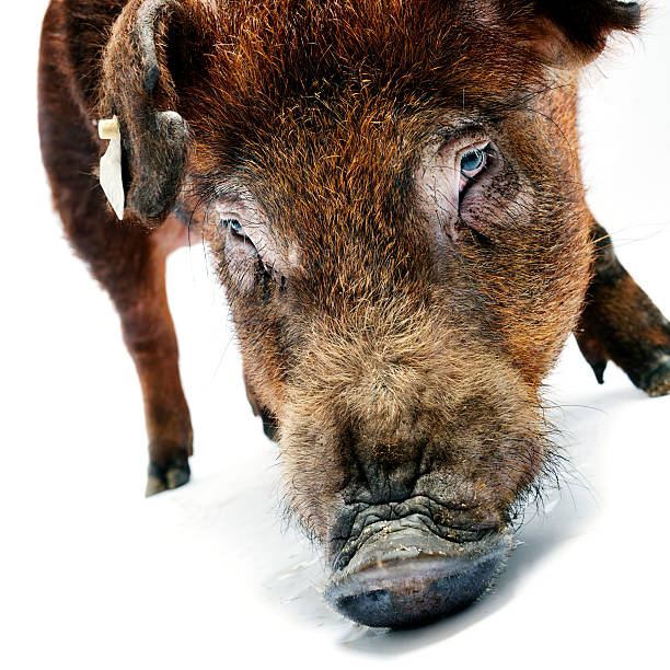 Duroc Pig Close up portrait of Duroc pig. Square crop agricultural themes stock pictures, royalty-free photos & images