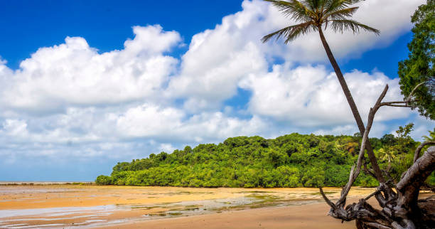 istock Mission Beach Queensland Tropical Australia 1699713695