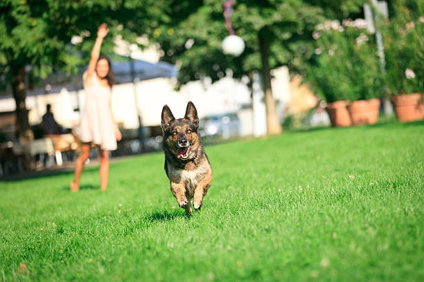 kobieta z psem w parku - dog retrieving german shepherd pets zdjęcia i obrazy z banku zdjęć