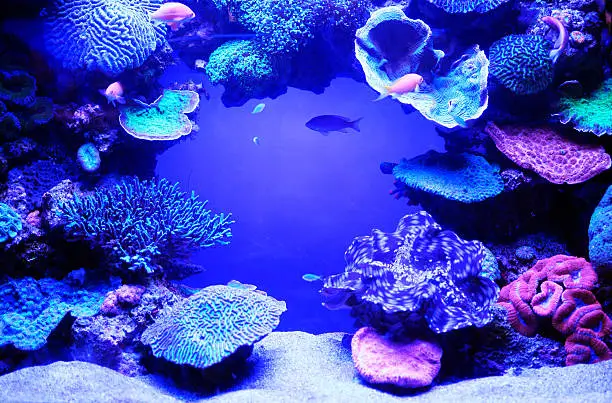 Photo of Aquarium fish.