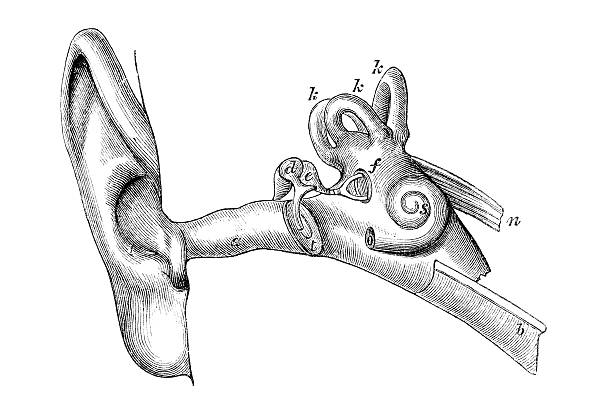 Antique book illustration: the ear Antique woodcut, showing a schematic view of the ear. Illustration from a book in Physics from 1883. vintage medical diagrams stock illustrations