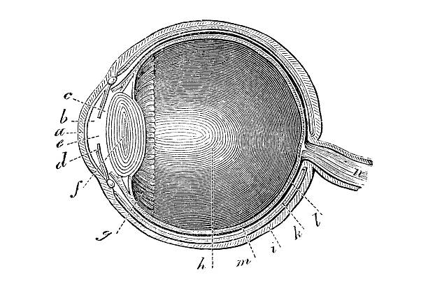 illustrations, cliparts, dessins animés et icônes de livre antique illustration: l'yeux - planche médicale