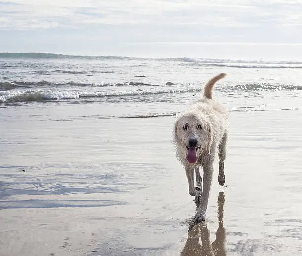 Photo of Dog on beach