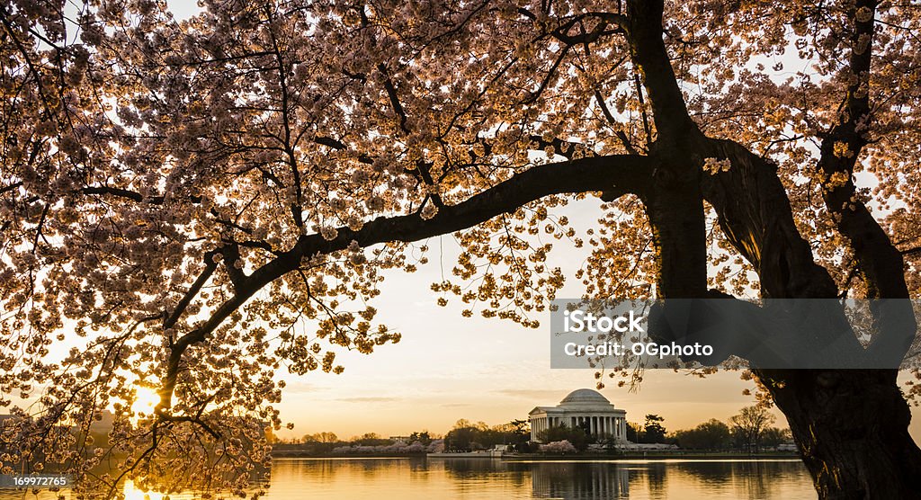 Jefferson Memorial, umgeben von Kirschblüten im Morgengrauen - Lizenzfrei Kirschblüte Stock-Foto