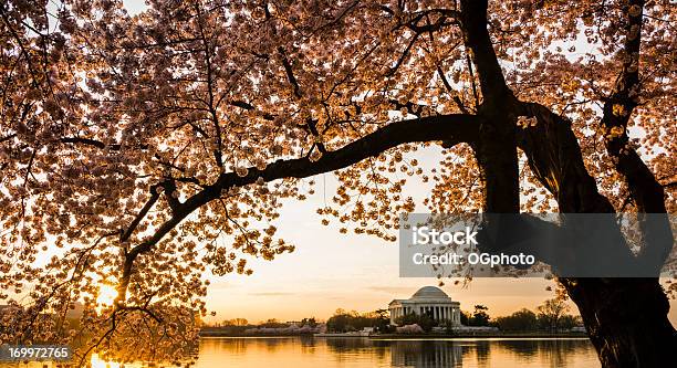 Jefferson Memorial Umgeben Von Kirschblüten Im Morgengrauen Stockfoto und mehr Bilder von Kirschblüte