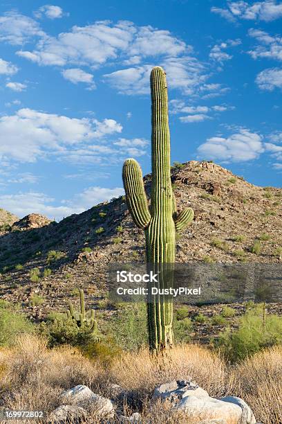 Friendly Saguaro Stock Photo - Download Image Now - Arizona, Cloud - Sky, Color Image