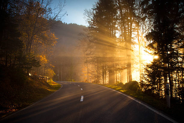 Well-defined beams of sunlight cut through thick foliage and fog across a winding mountain road near Eigenthal, Switzerland