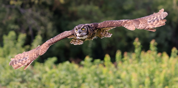 Great-horned owl flying in the forest on green background, Quebec, Canada