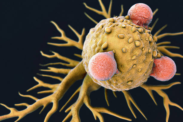 t lymphocytes et cellule cancéreuse - sem photos et images de collection