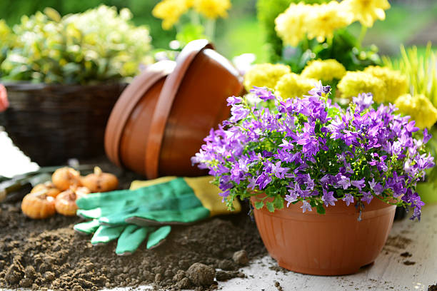 flowers in the gardenhttp://s44.radikal.ru/i104/1305/8d/0af9438704bf.jpg
