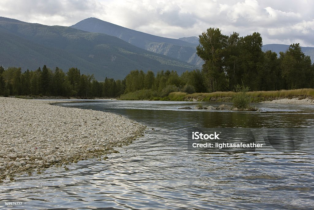 Lewisia rediviva RÍO-Montana - Foto de stock de Missoula libre de derechos