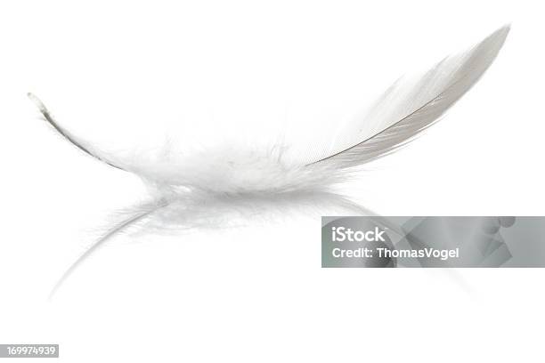 야생조류 깃털 깃털에 대한 스톡 사진 및 기타 이미지 - 깃털, 컷아웃, 흰색