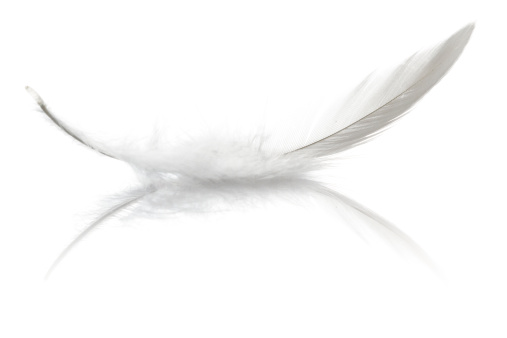 Isolated on white macro photography of a bird feather on reflective underground.
