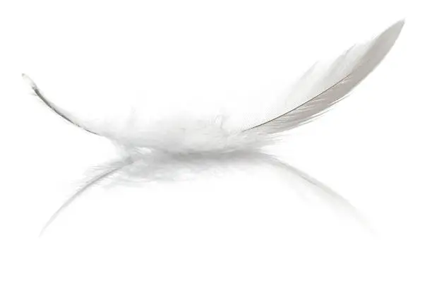 Photo of Bird Feather