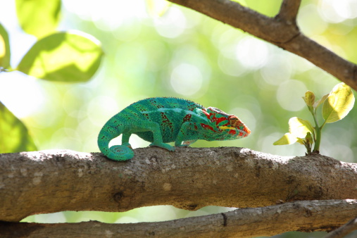 Chameleon in Reunión Island. 