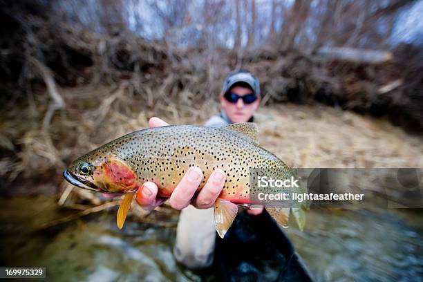 컷스로트송어 Flyfishing 송어 낚시에 대한 스톡 사진 및 기타 이미지 - 송어 낚시, 컷스로트송어, 송어