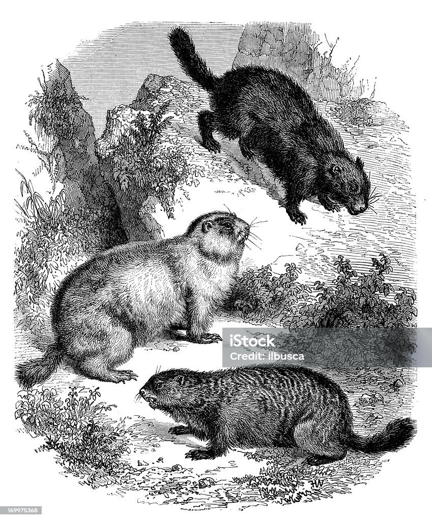 Античный иллюстрация beavers - Стоковые иллюстрации Бобр роялти-фри