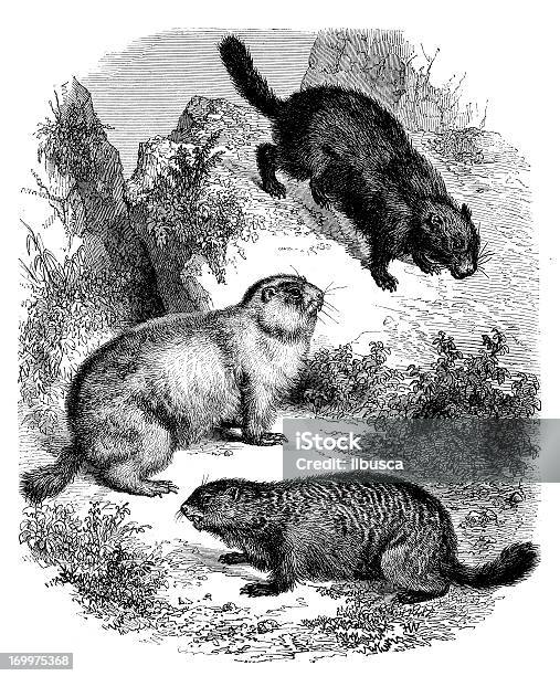 Античный Иллюстрация Beavers — стоковая векторная графика и другие изображения на тему Бобр - Бобр, Старомодный, Стиль ретро