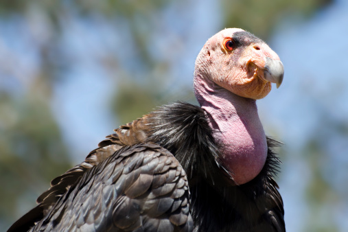 Close up of California Condor, Gymnogyps californianus, largest vulture in North America.