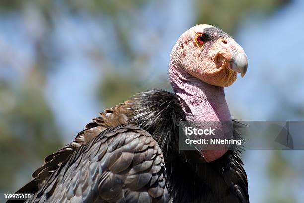 California Condor Gymnogyps Californianus Stock Photo - Download Image Now - California Condor, Condor, Close-up