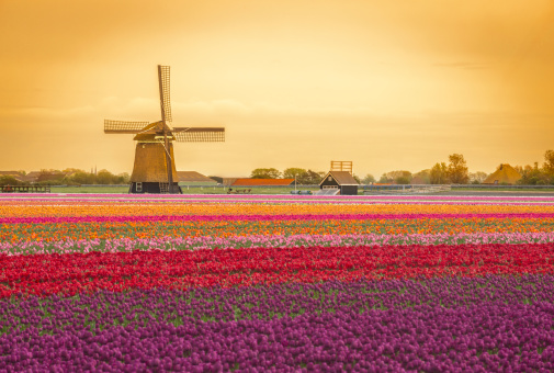 Field of colorful tulips on front of a windmill during a sunset in Holland.