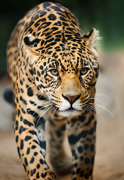 Approaching Jaguar Stock Photo - Download Image Now - Jaguar - Cat, Animal, Front View - iStock Approaching Jaguar Stock Photo - Download Image Now - Jaguar - Cat, Animal, Front View - iStock