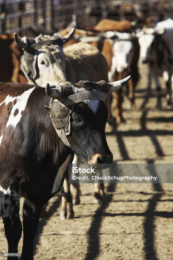 Rodeo Steers Corral Enclosure - Lizenzfrei Agrarbetrieb Stock-Foto