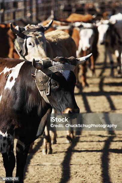 Rodeo Steers Corral Enclosure Stockfoto und mehr Bilder von Agrarbetrieb - Agrarbetrieb, Aktivität, Arbeitstier