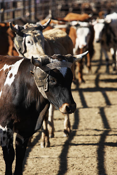 rodeo woły zagroda ogrodzenie - rodeo cowboy montana bucking bronco zdjęcia i obrazy z banku zdjęć