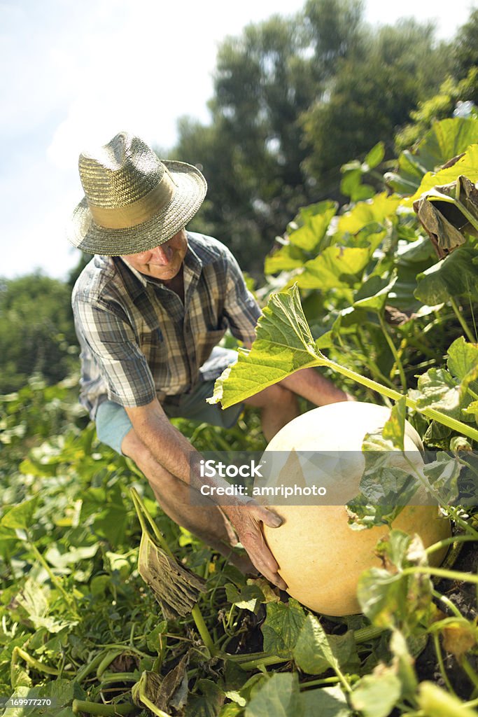 Agricultor abóbora campo - Foto de stock de Grande royalty-free