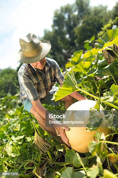 Foto de Agricultor Abóbora Campo e mais fotos de stock de Grande - Grande, Legume, 70 anos