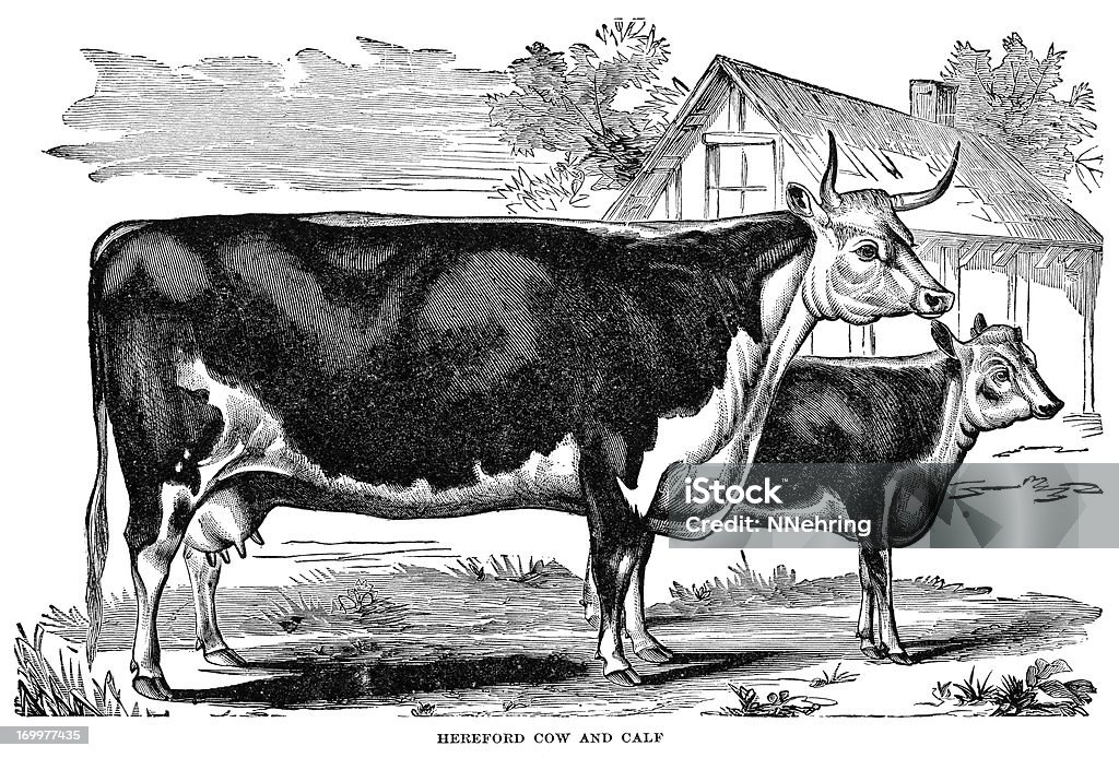 Sapi Seketsa Sketsa Pensil Hitam Dan Putih Sapi Dan Anak Sapi Ilustrasi Stok - Unduh ...