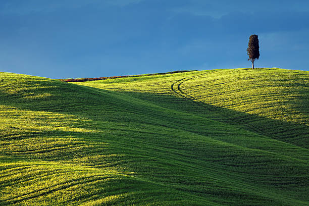 istock cypress on a hilltop, Italy, Tuscany 169977545