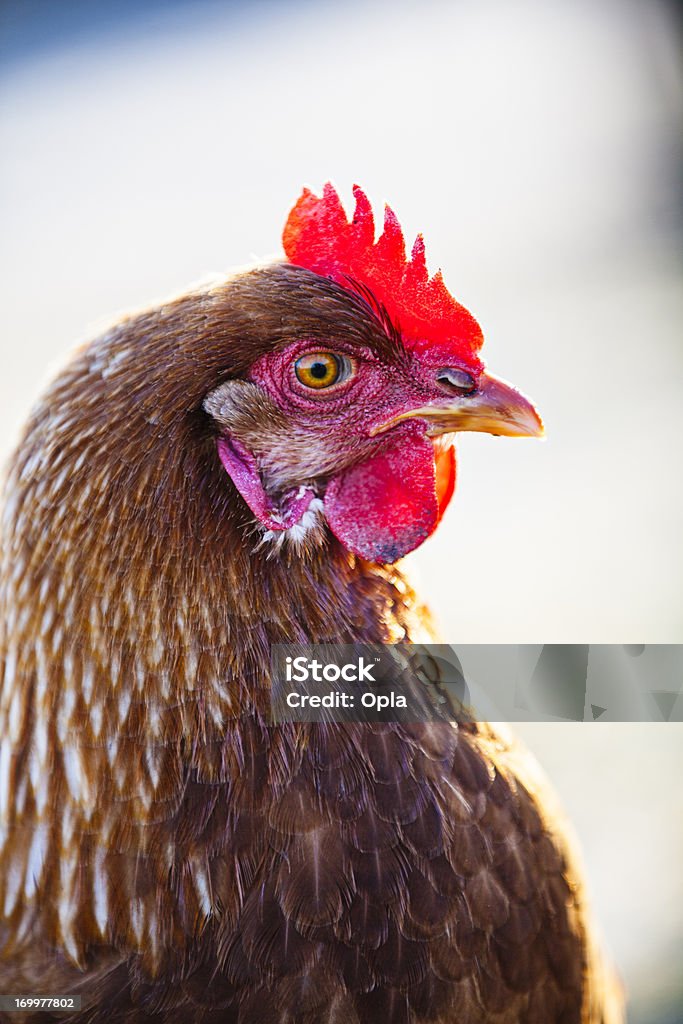 Bio-Hähnchen - Lizenzfrei Bildkomposition und Technik Stock-Foto