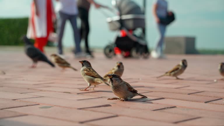 A flock of city sparrows sits on the sidewalk waiting for food.