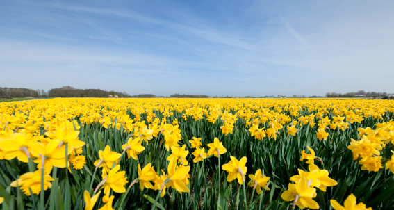low angle view on yellow daffodils in flower field at a clear sky in the spring, focus on the foreground, The Netherlands
